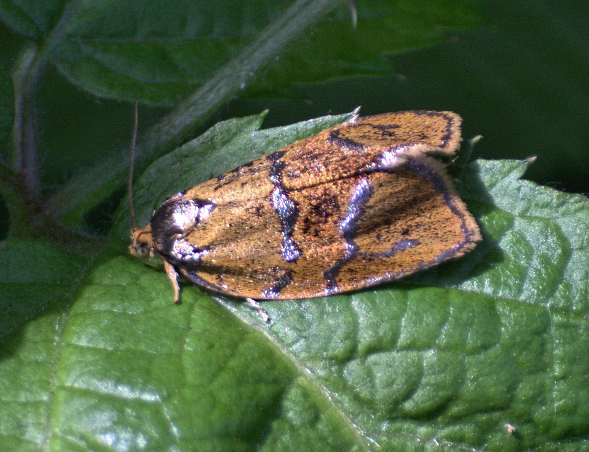 farfallina da identificare